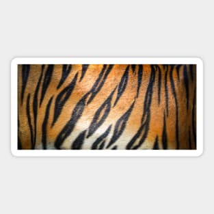 Tiger Fur Print Skin Exotic Animals Jungle Tropical Texture Sticker